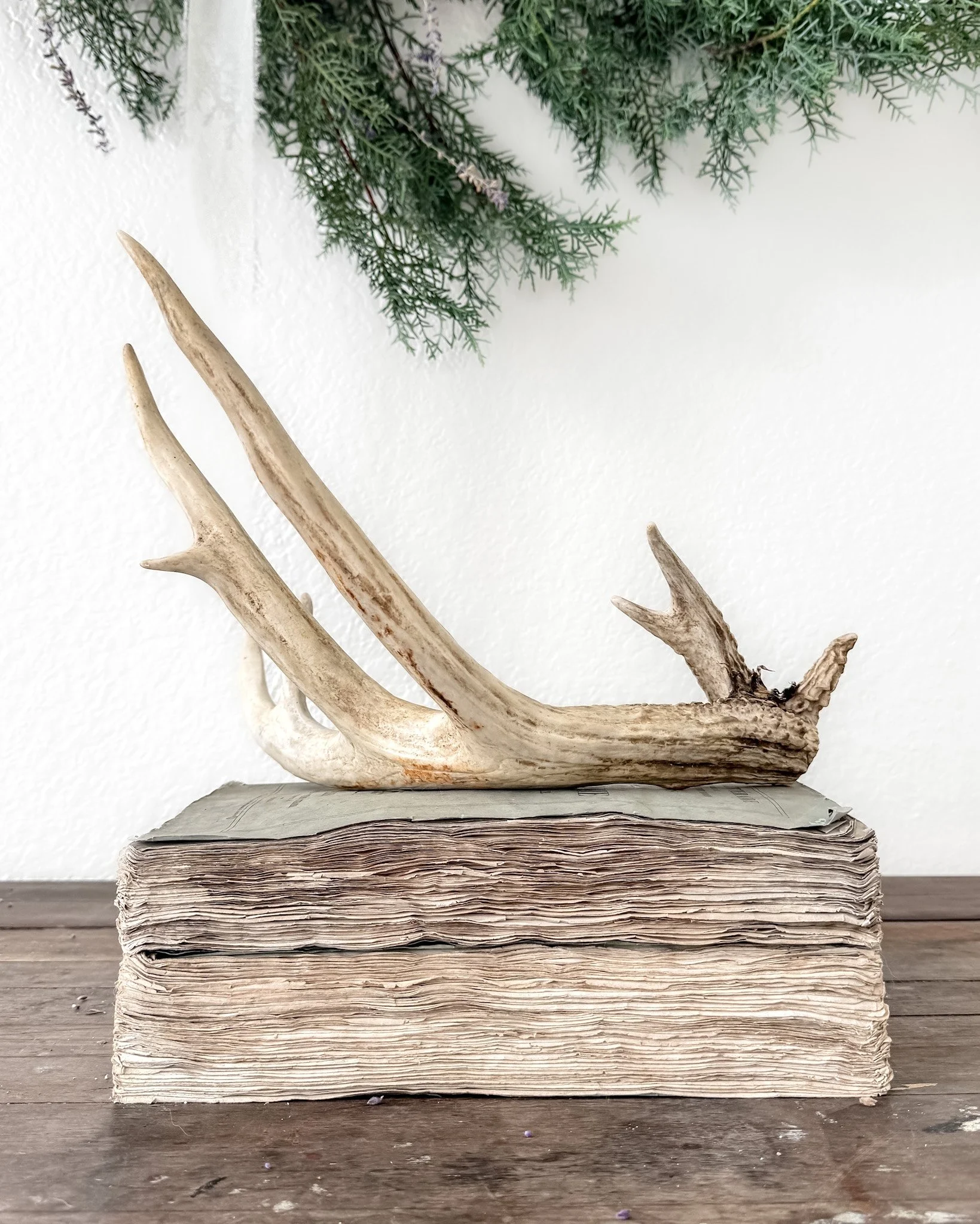 Natural Shed Deer Antlers