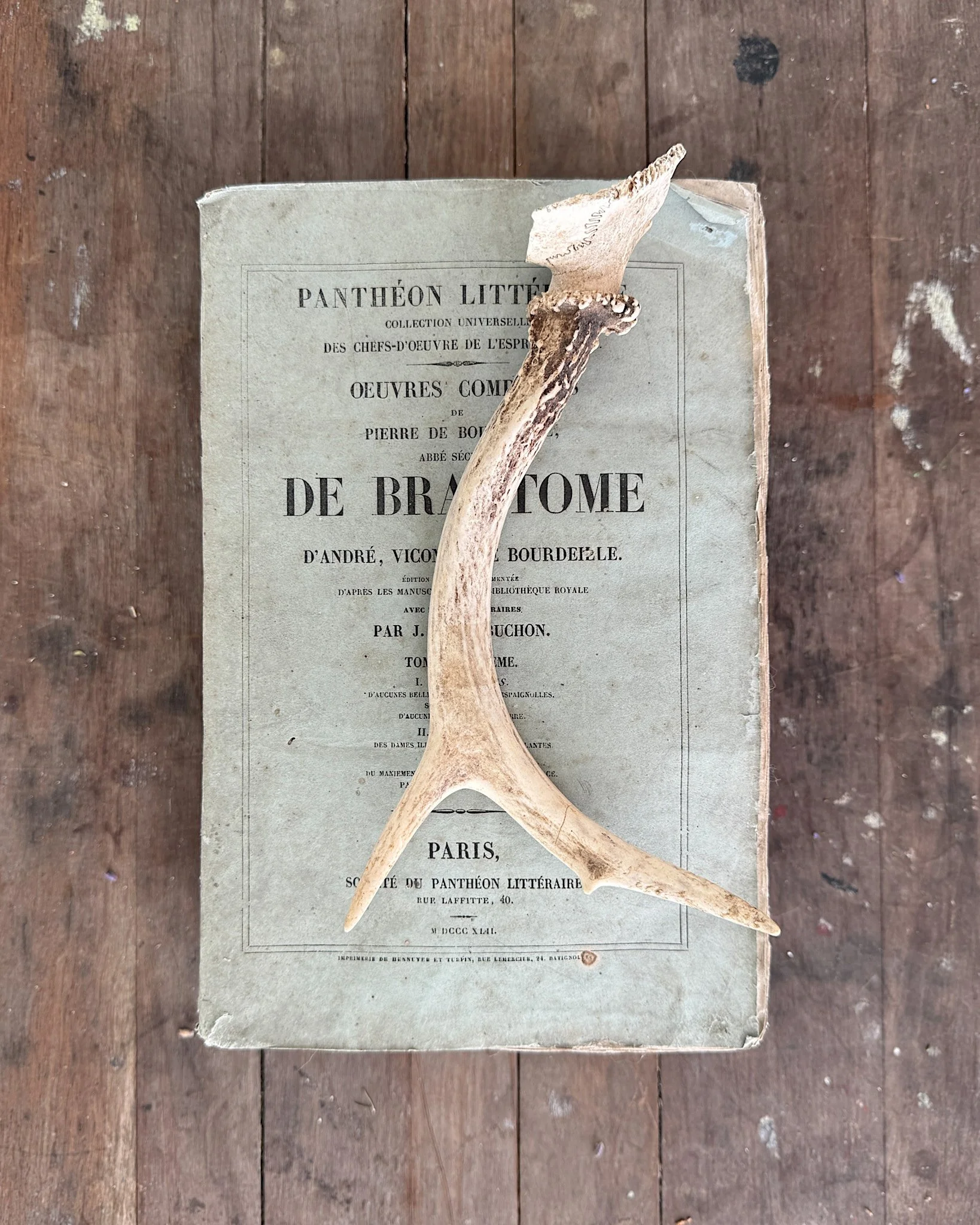 Natural Shed Deer Antlers