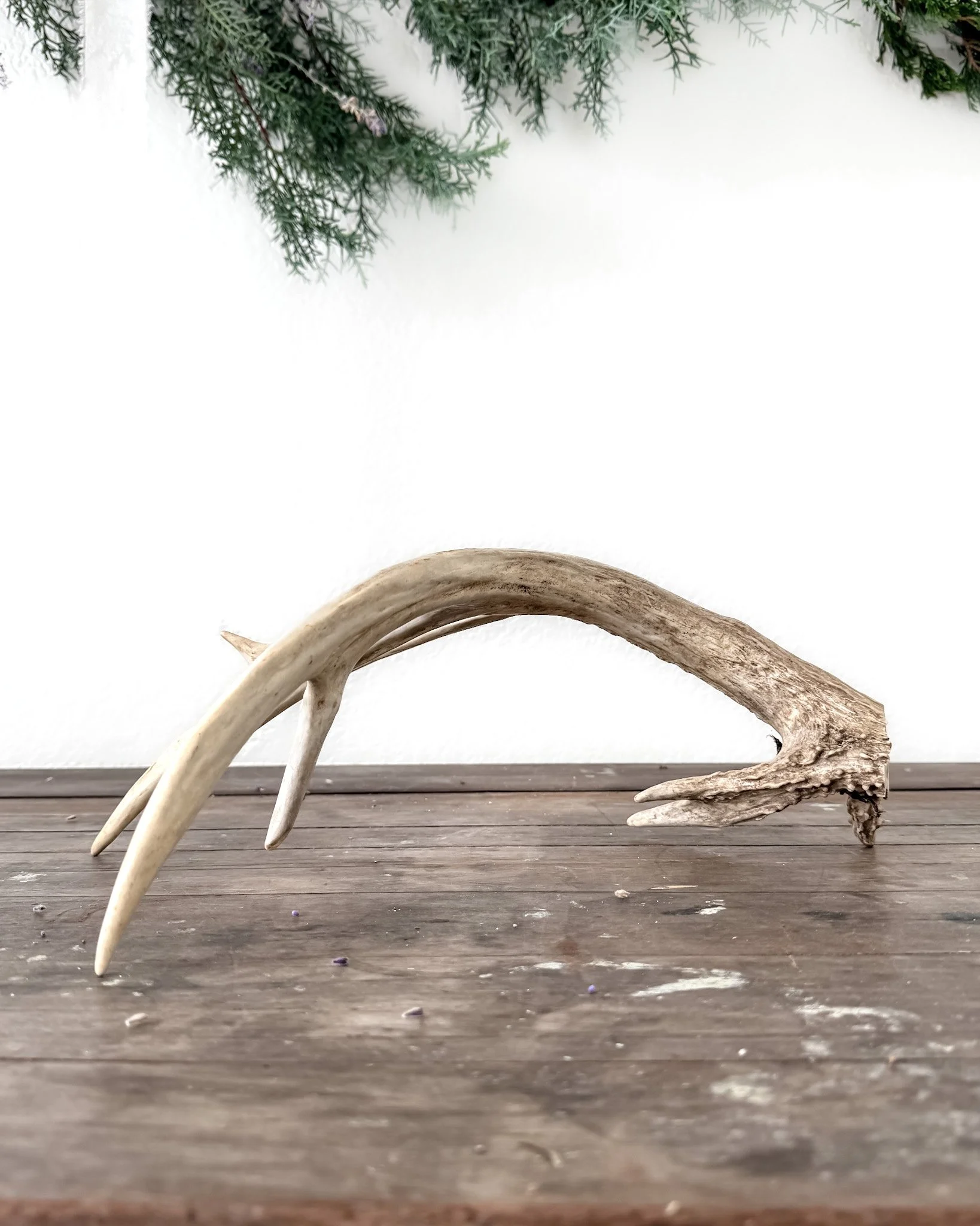 Natural Shed Deer Antlers