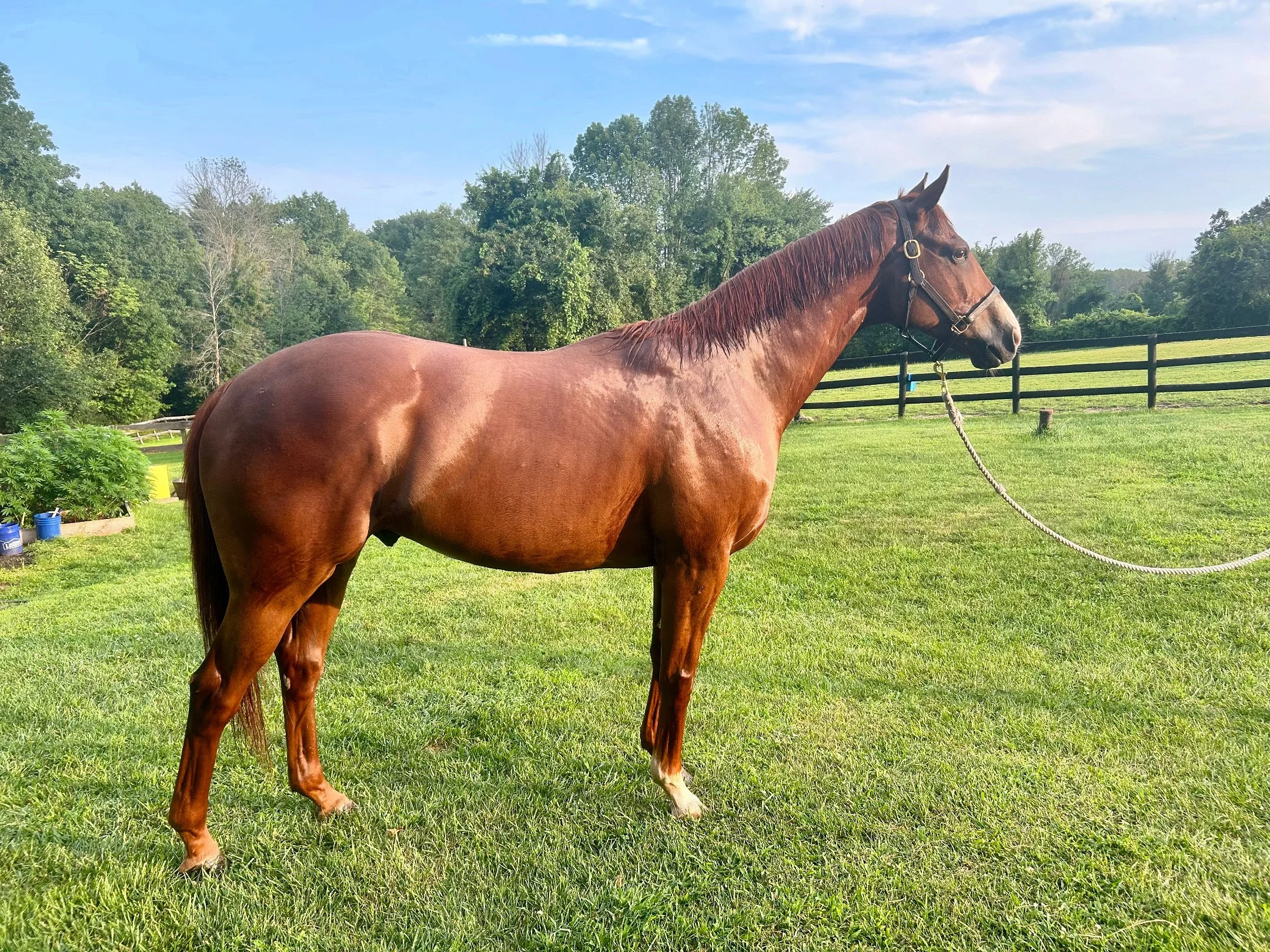 Principal Dancer (2016) Central Banker-Bunhead