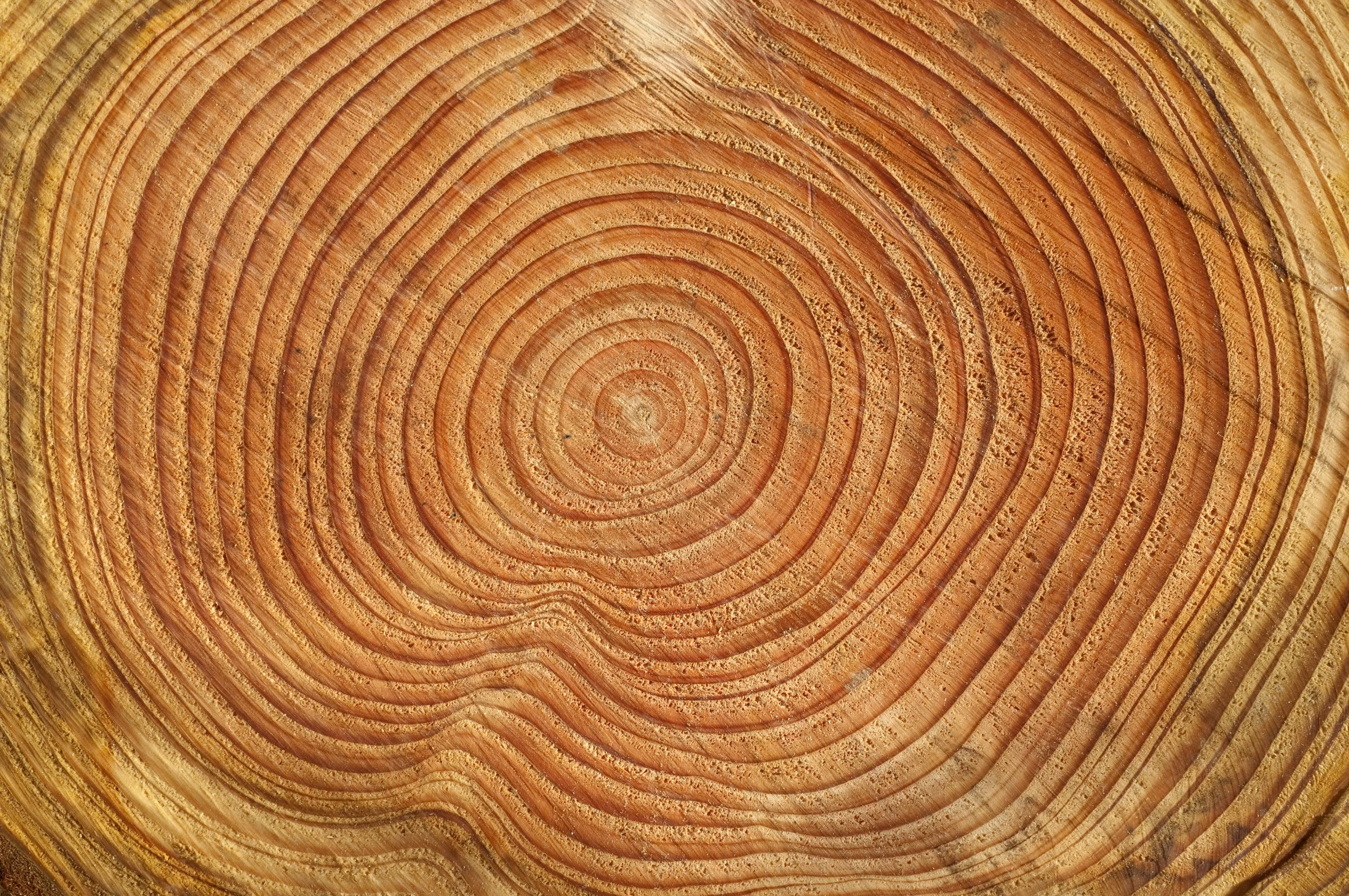 The Trees