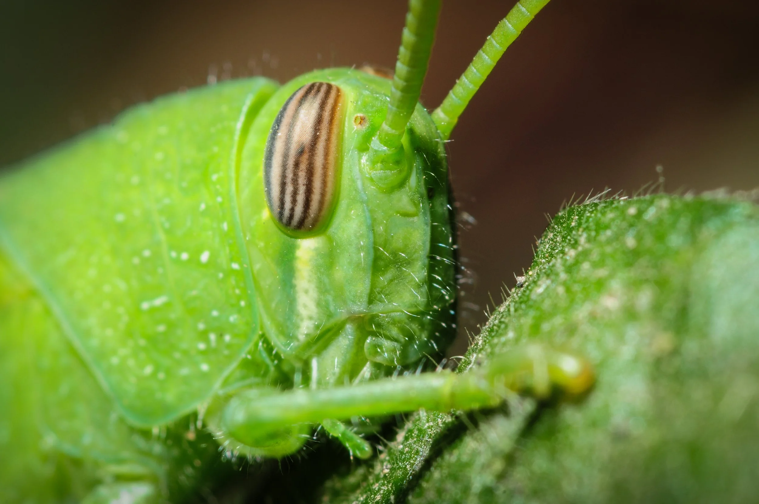 The Grasshopper Plague