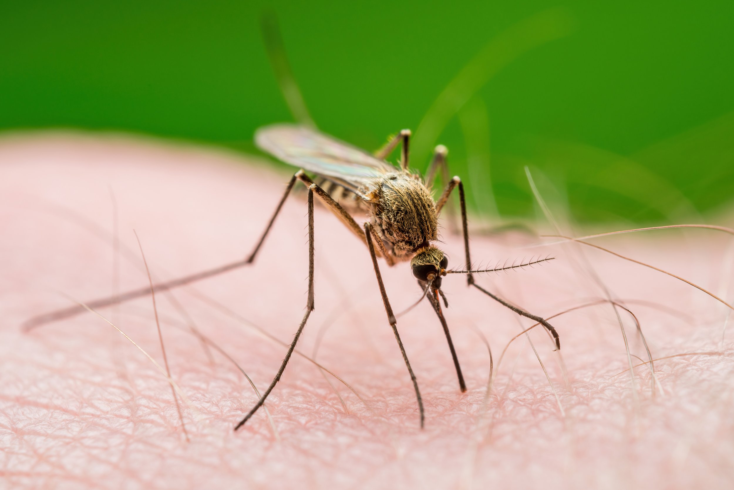 The Mosquito Knows