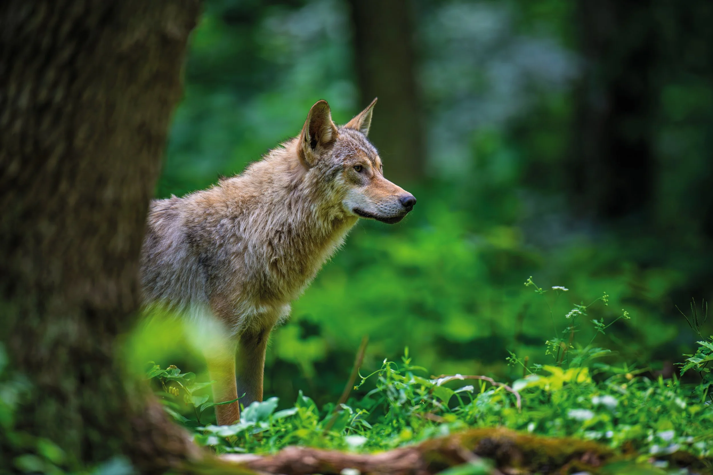 The Wolf