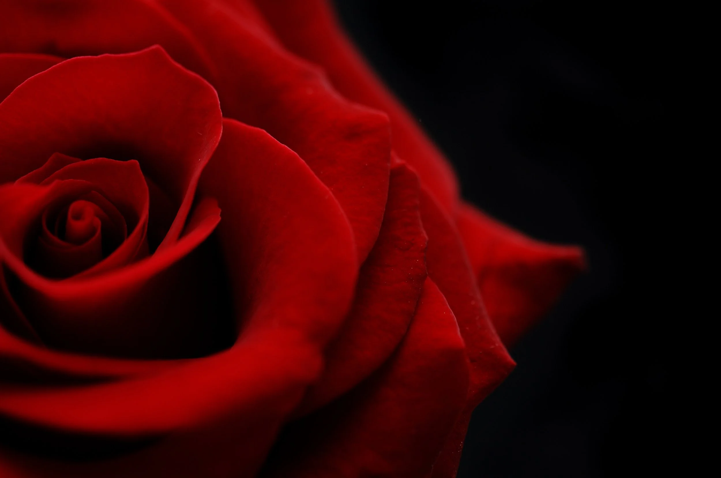 The Rose