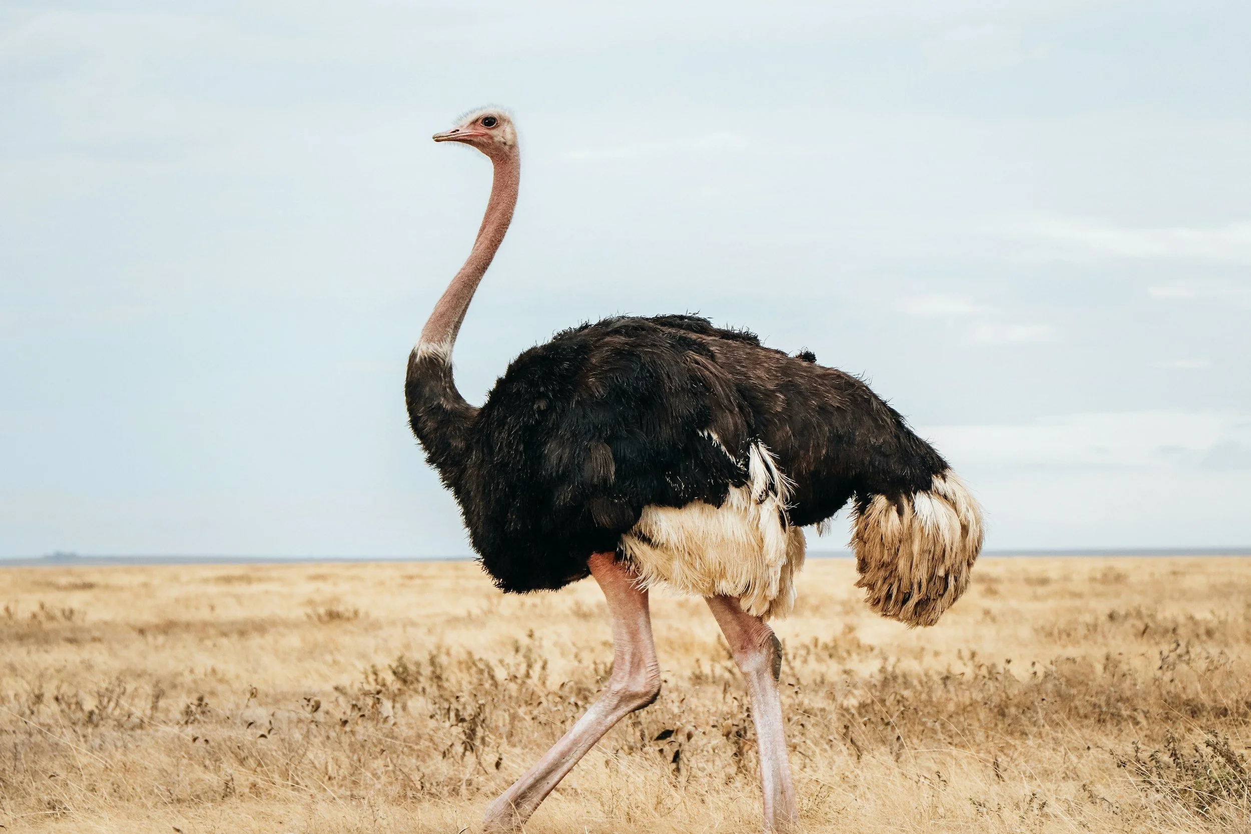 Suffering? Look at the Ostrich!