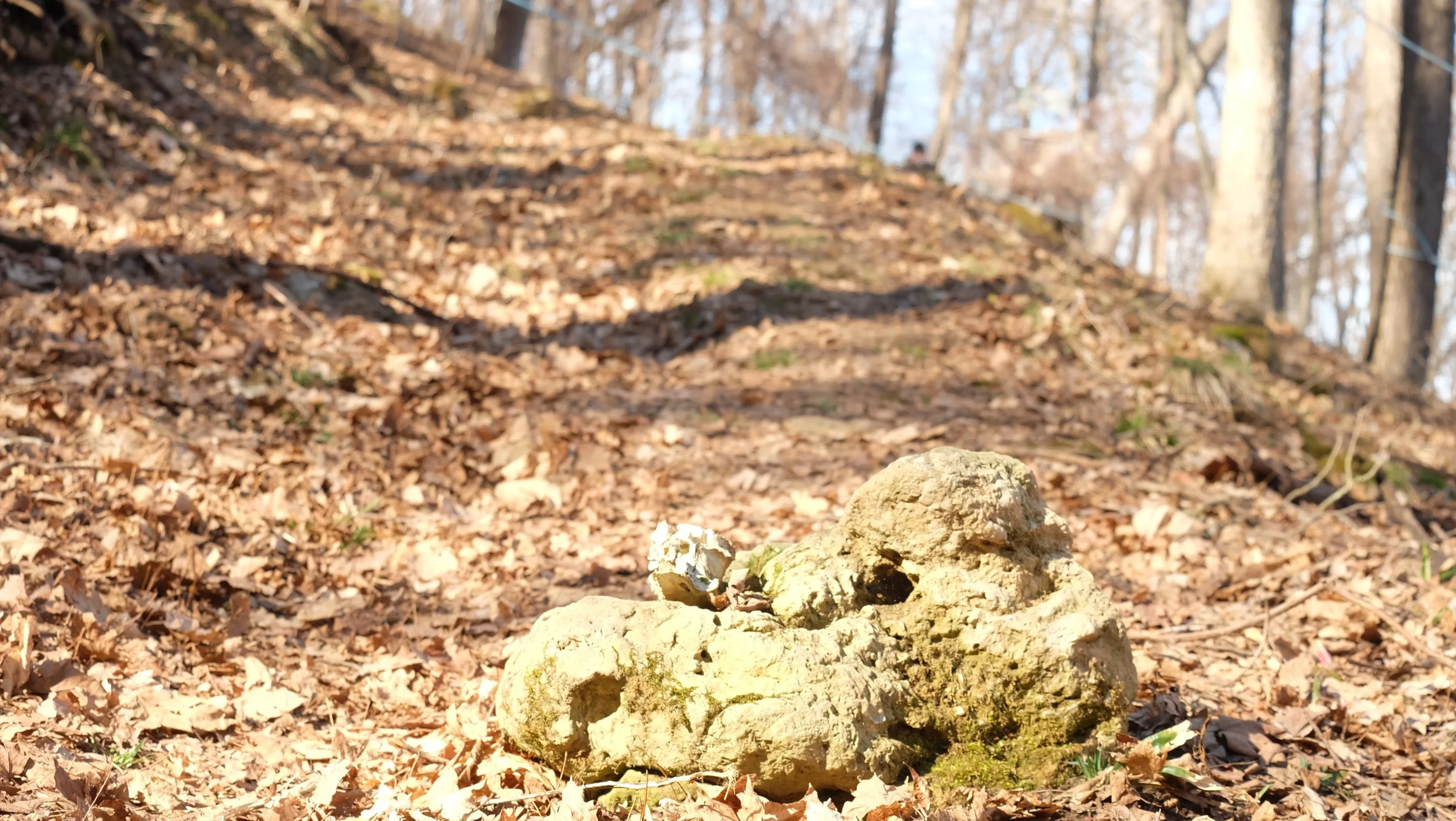 Embark Maple Energy Sap Run Scramble 2026 (66).JPG