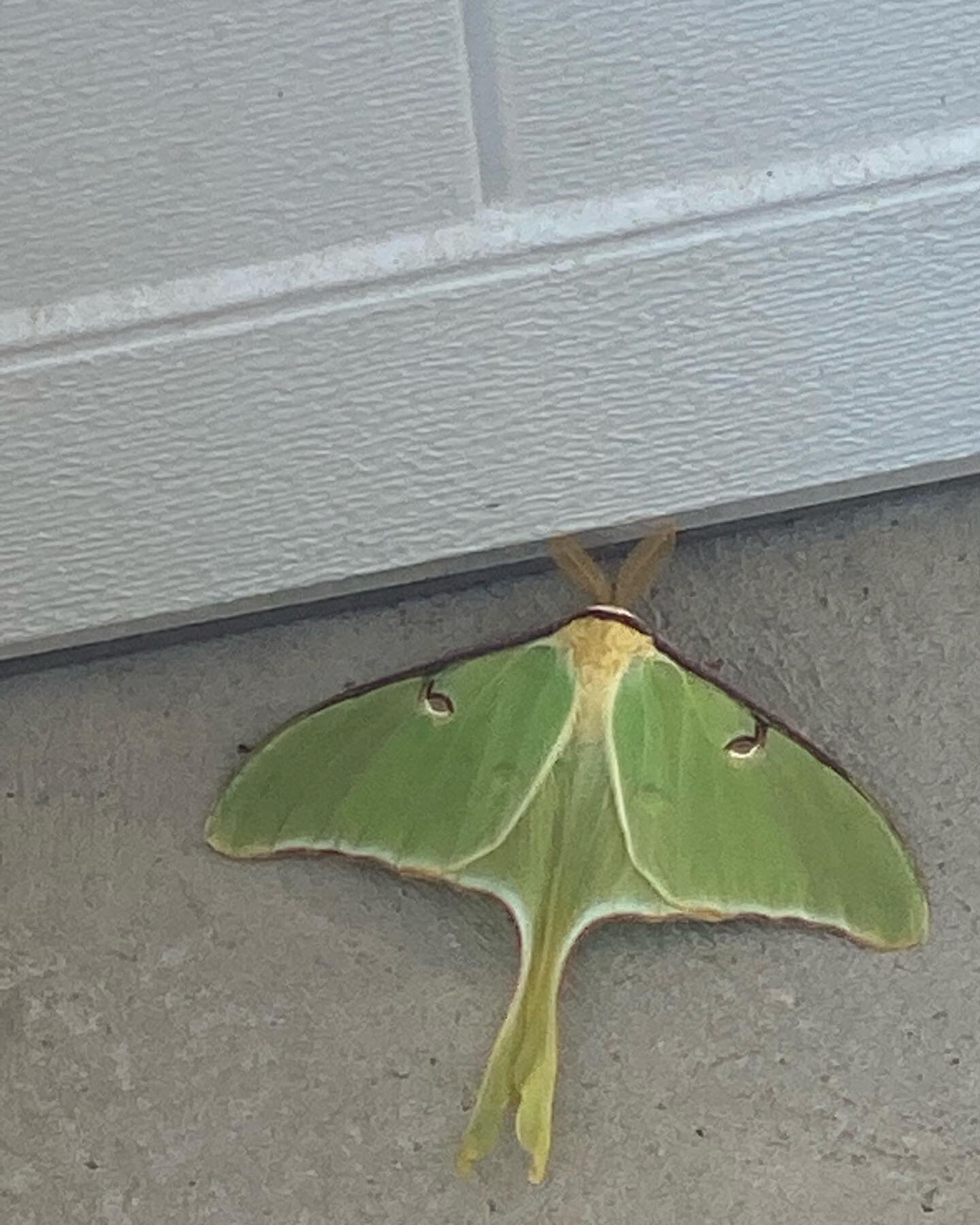 Beautiful Luna moth resting in front of my garage this morning. They are huge! Between this and the bird that 💩 on my head last week, I&rsquo;m thanking the universe for these messages. #newbeginnings #transformation #seethelight