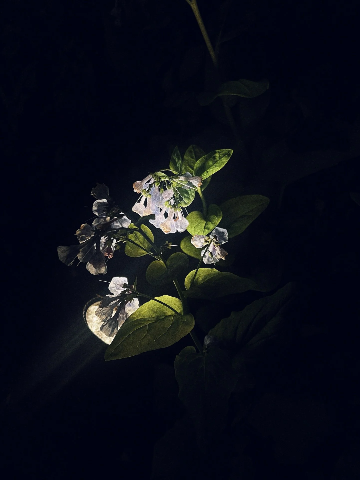 . . . The summer of finding sparkle &amp; trying to not crash out . . .

#chicago #goldenhour