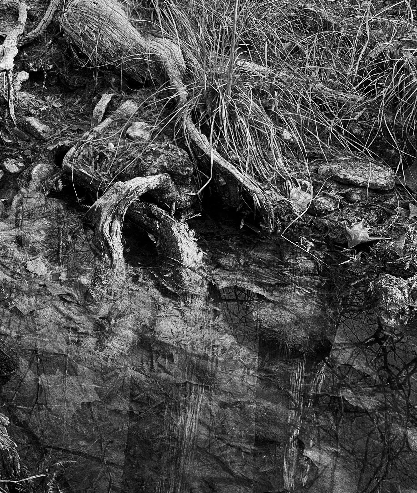 . . . Everyone needs to go outside &amp; touch some fucking grass . . . 

#bwphotography #womanphotographer #shadow