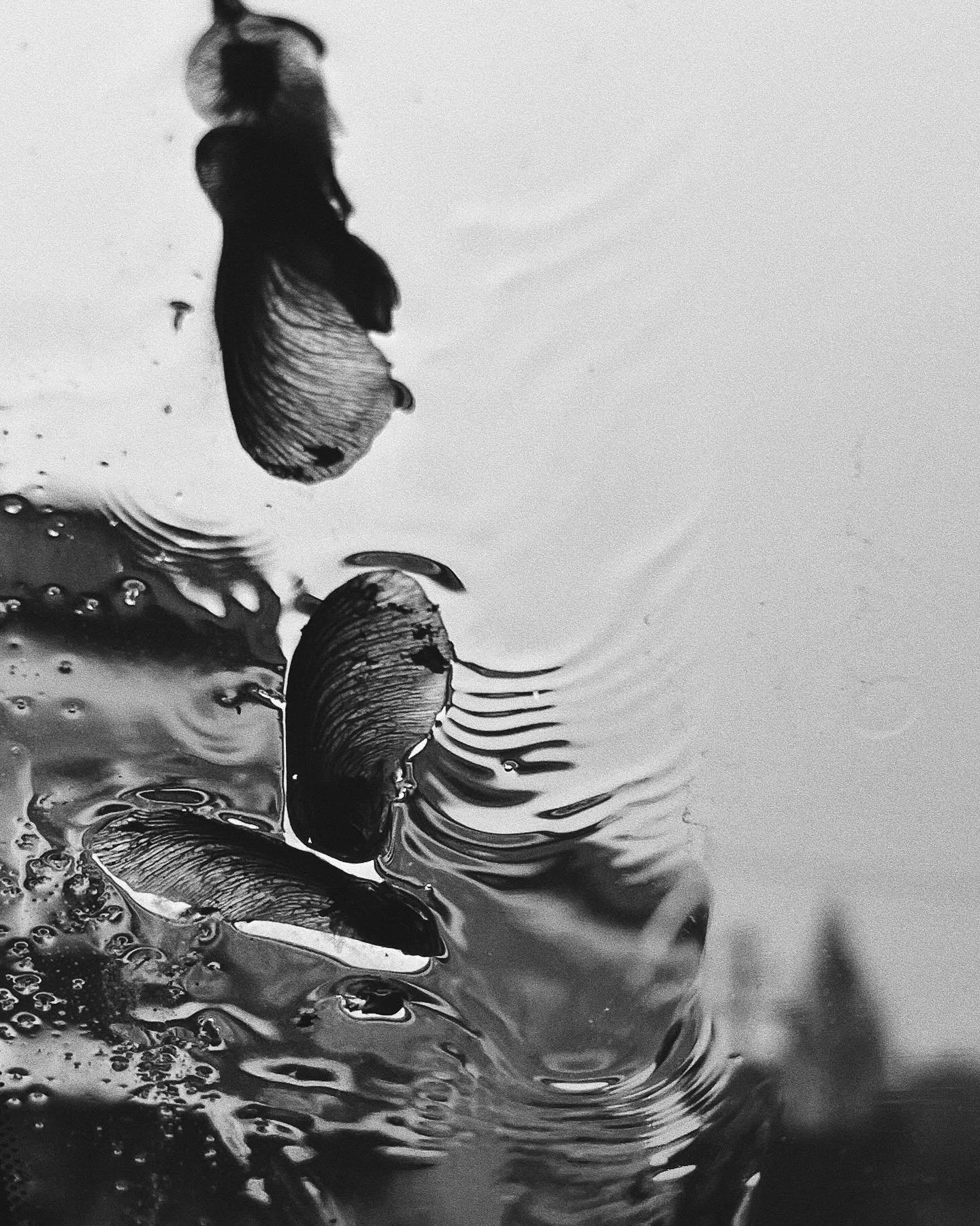 . . . Recently . . . #freegaza