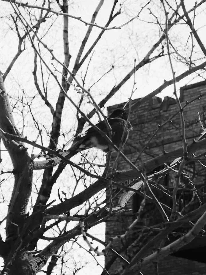 Been a while - listen to this robin sing a 6AM song - remember creativity and joy are powerful acts of resistance - treat strangers as if they were your friend, build community - melt ice