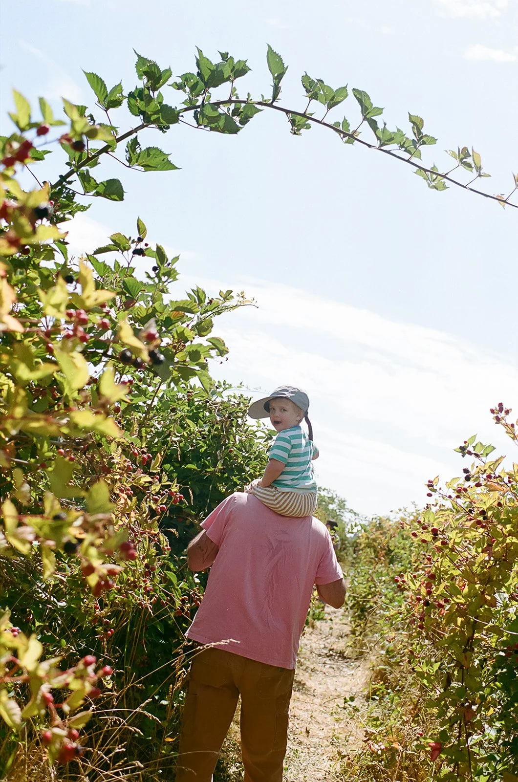 A child sitting on an adult's shoulders in a berry field with bushes filled with red and black berries, under a clear blue sky.