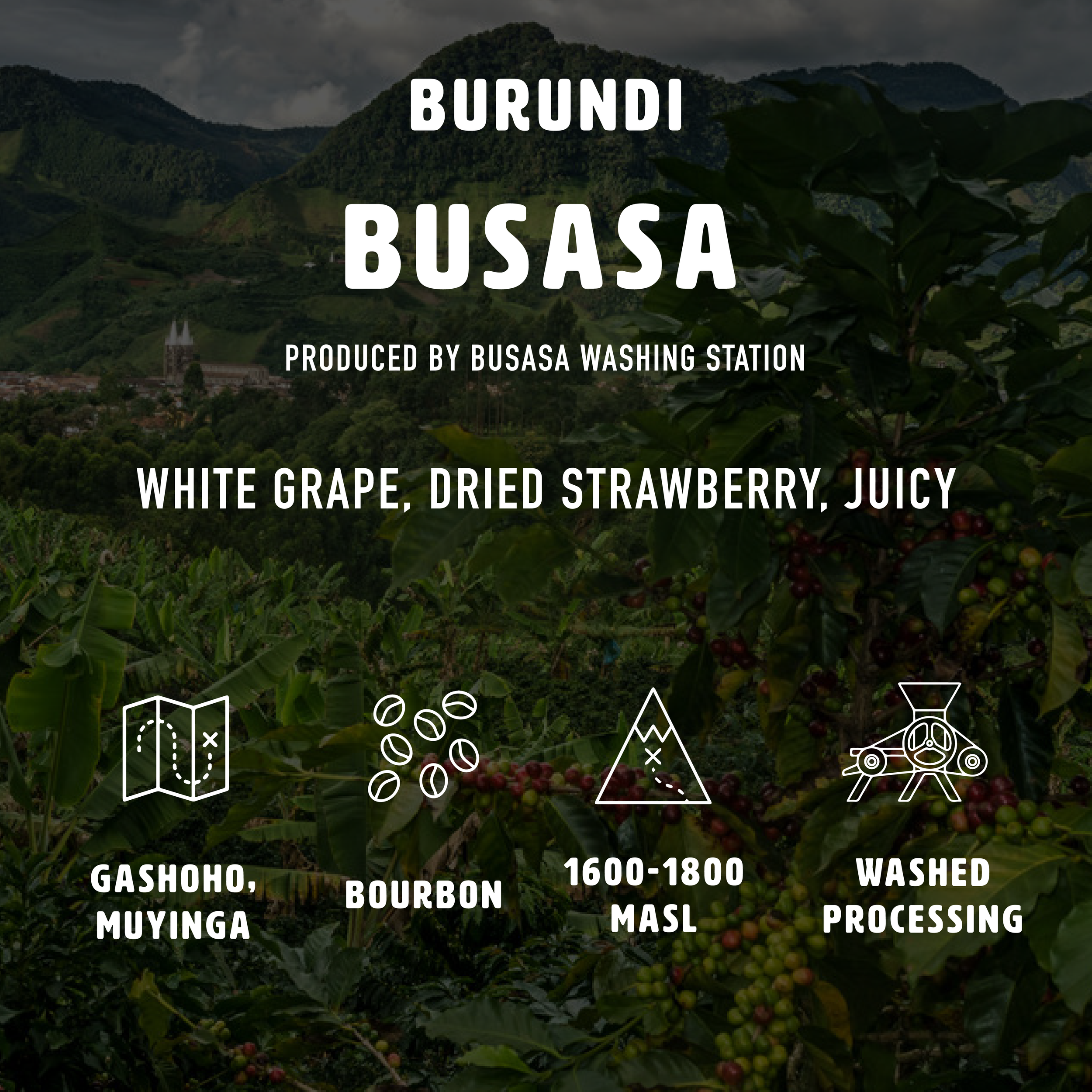 busasa infographic.png