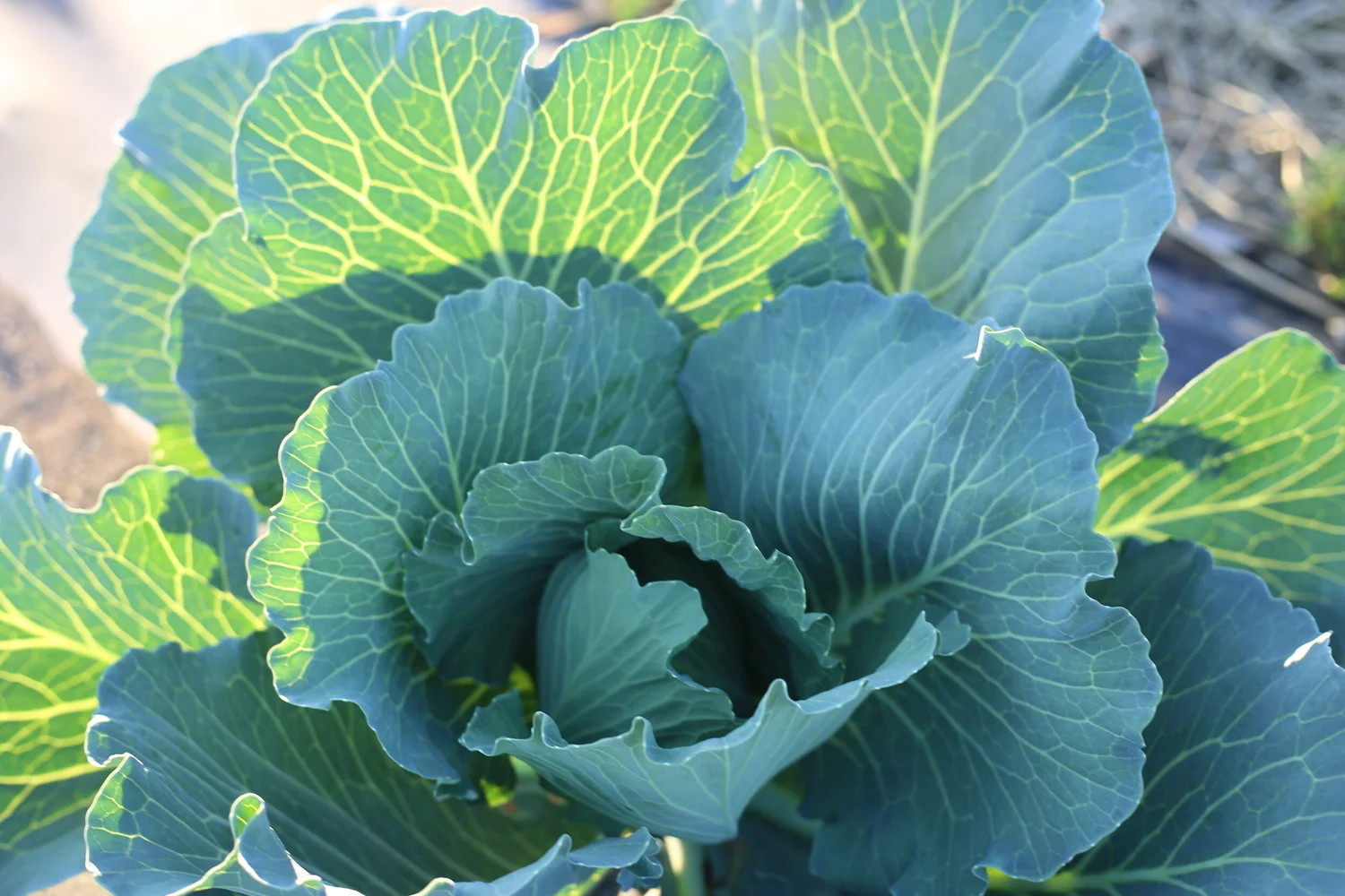 Homestead Kitchen & Cocktails