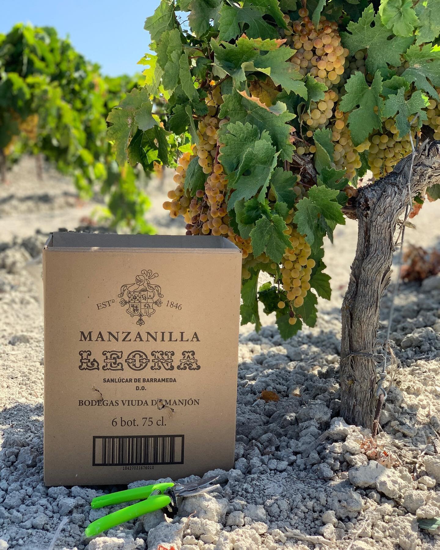 Listos para la vendimia 2023 en nuestra vi&ntilde;a de Sanl&uacute;car de Barrameda (pago de Miraflores).

&bull;&bull;&bull;

#vendimia #uvas #uvapalomino #manzanillaleona #manzanilla #sherrylover #bodegasviudademanjon