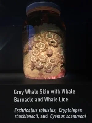 Unknown-1.jpeg