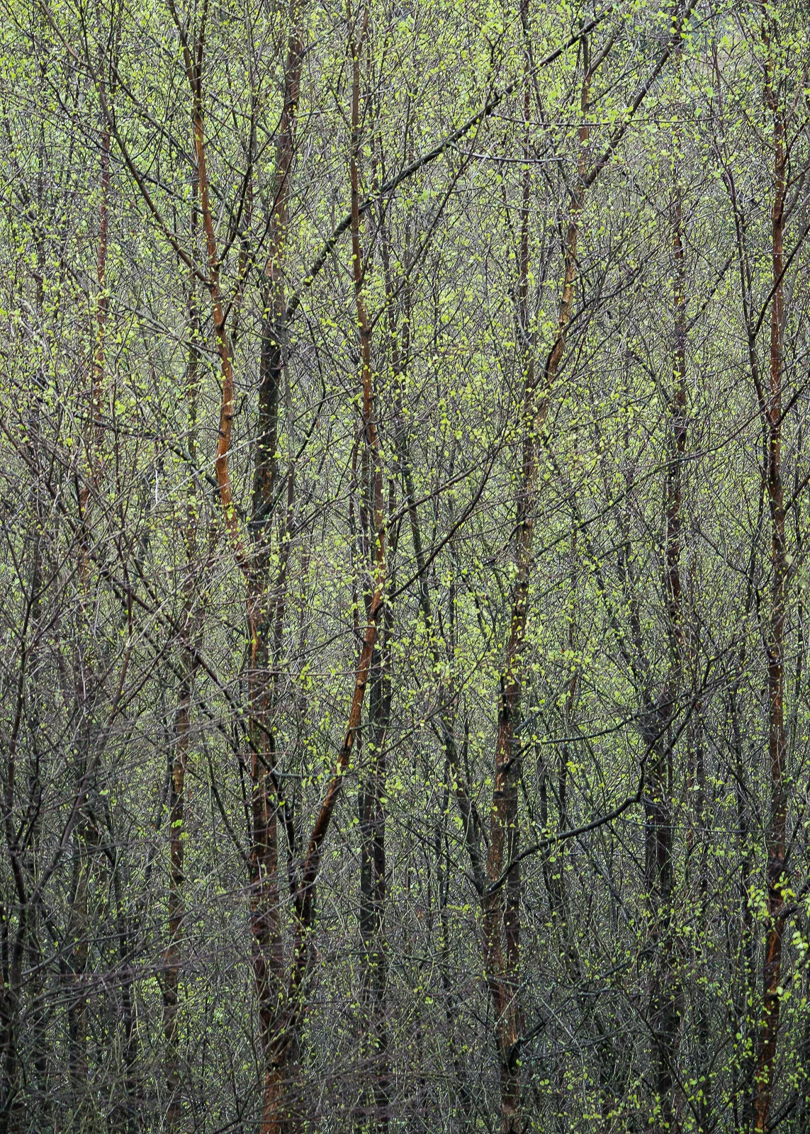 Thirlmere Birch