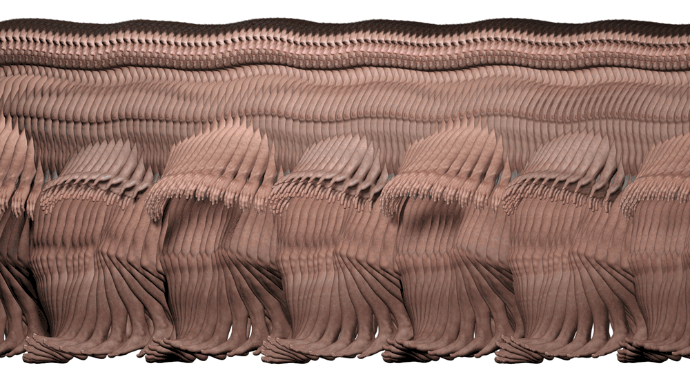 LANGUAGE OF THE BODY