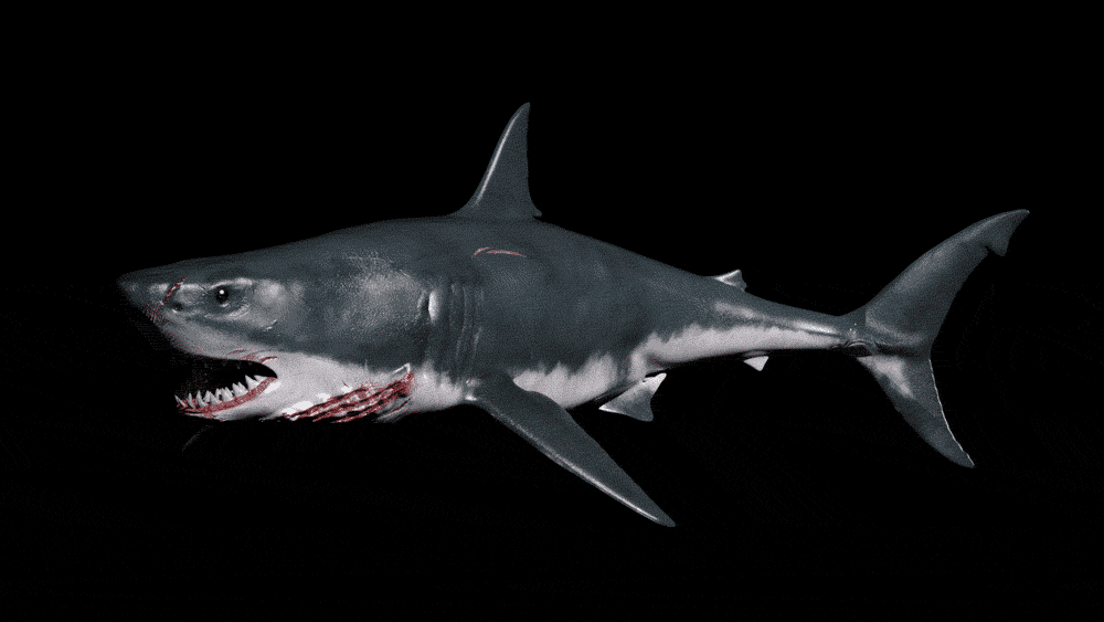 shark-tank.gif