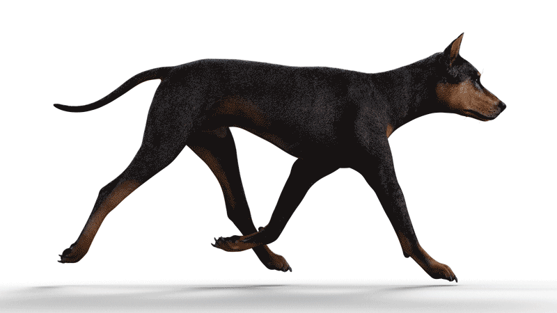 dog-walk-800x450.gif