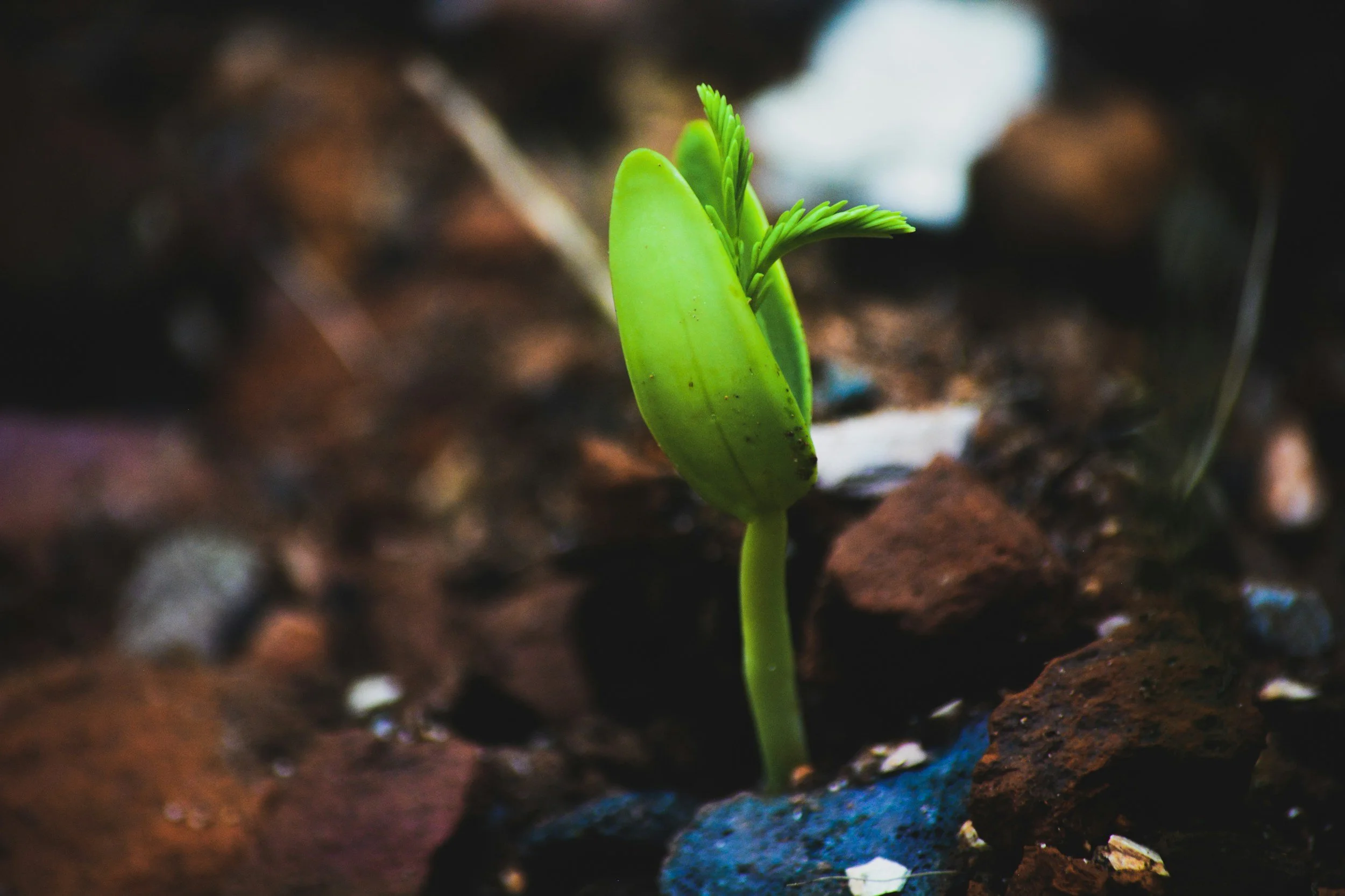 A close-up of a green sprout emerging from dark, moist soil.