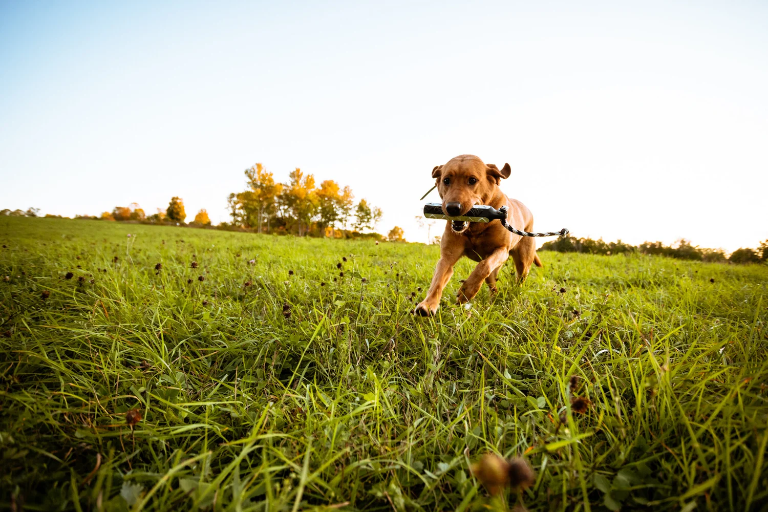 Started & Finished Dogs — K Country Kennels