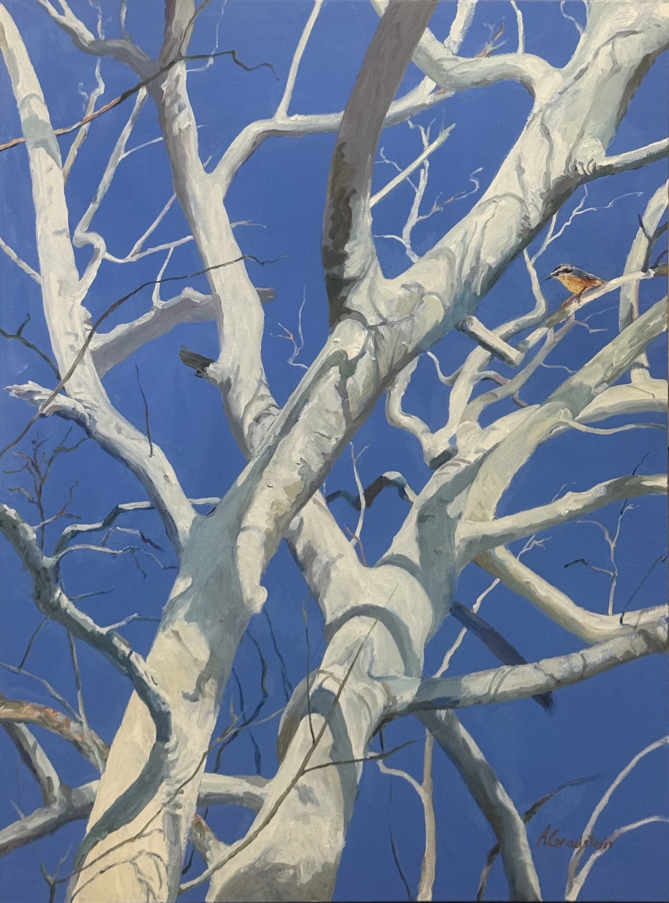 red-breasted nuthatch:sycamore.jpg