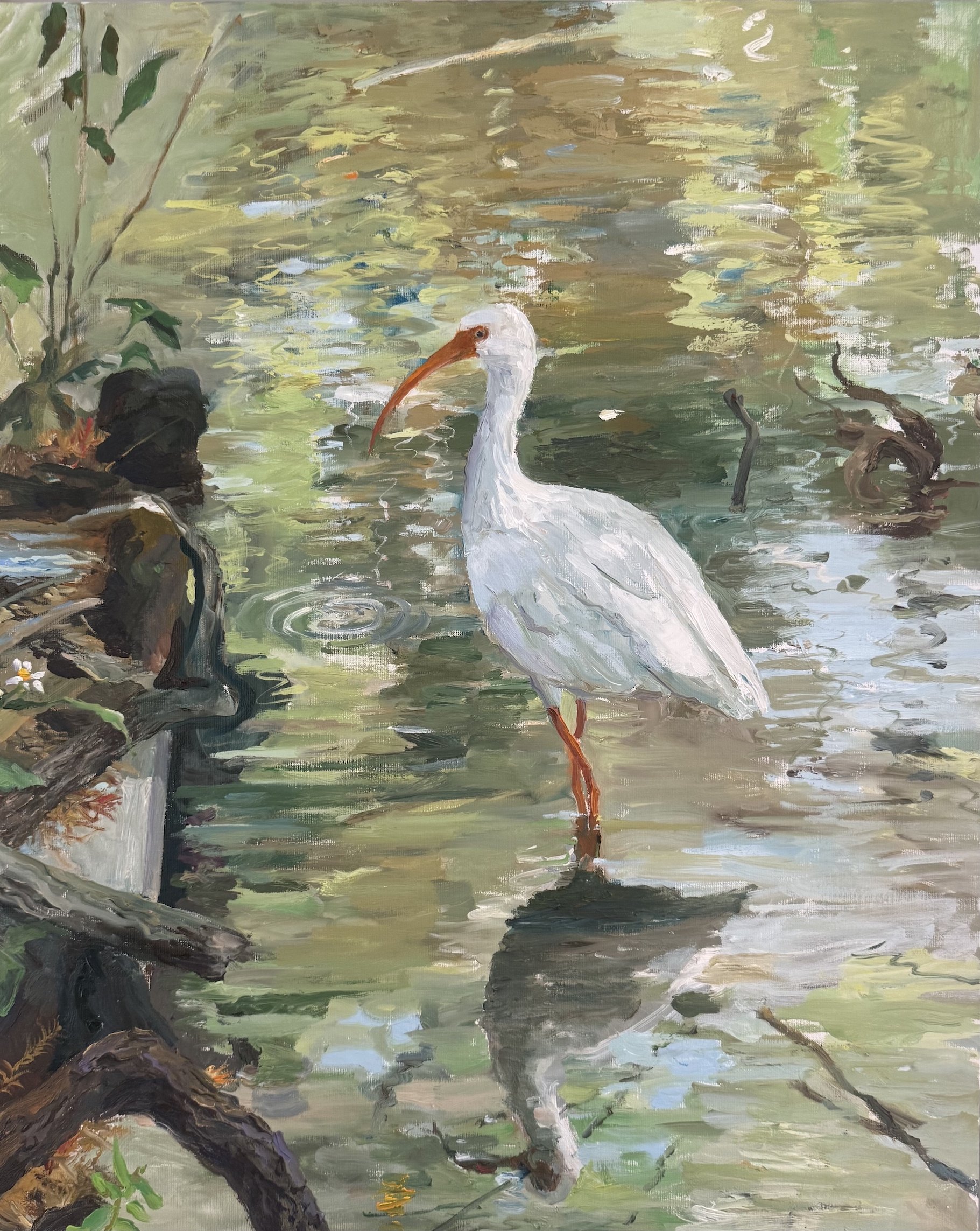 White Ibis, NOLA.jpeg