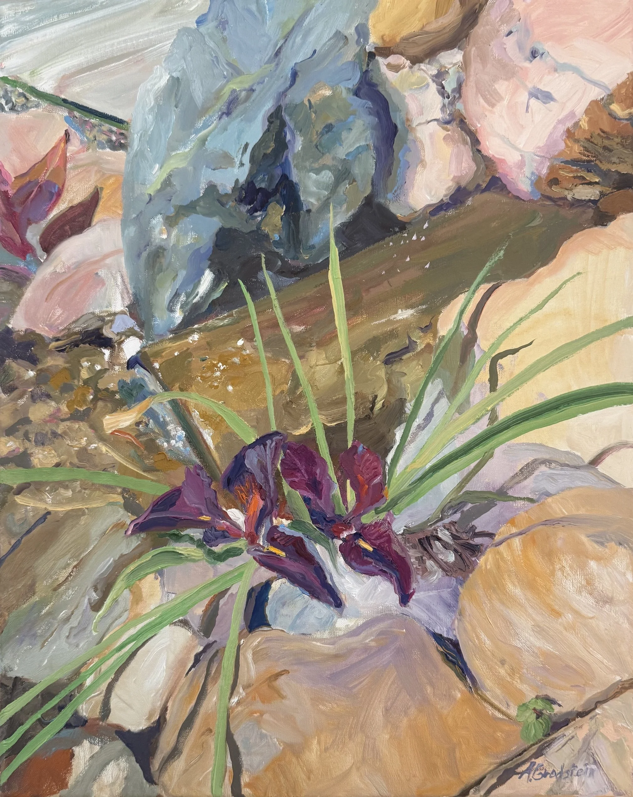 Iris on the Rocks.jpg
