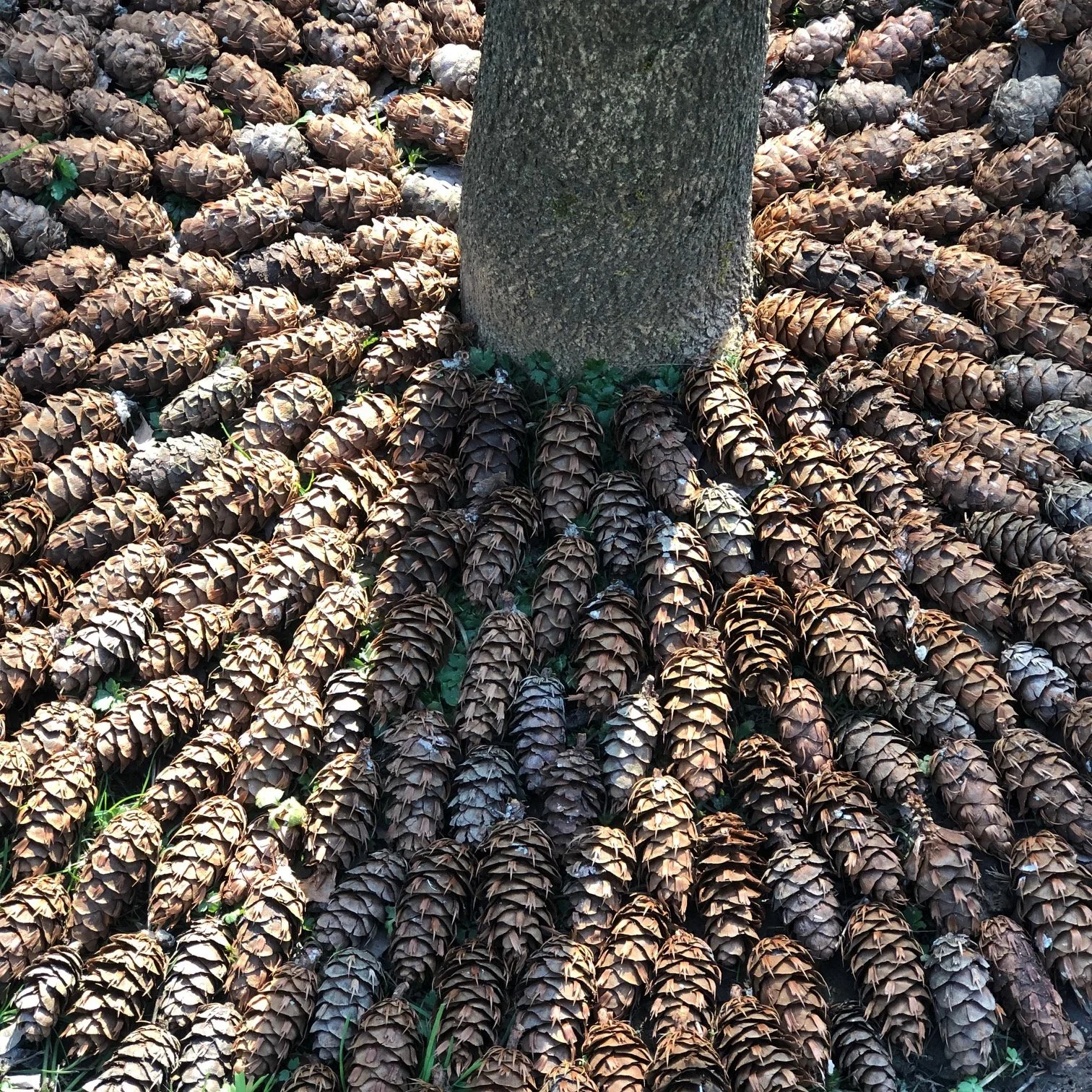 2  Week Onsite Residency Fee