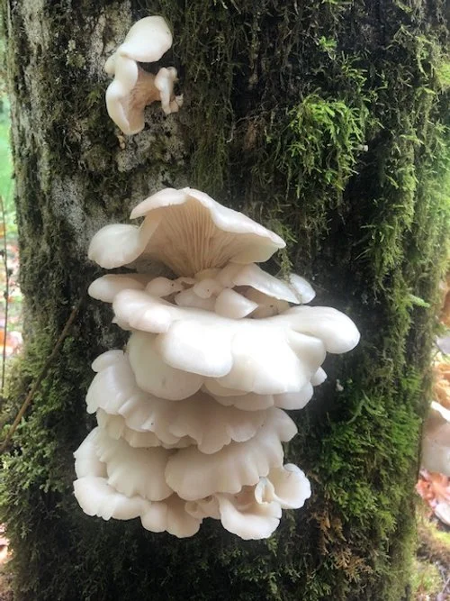 2 Week Alumni Onsite Residency