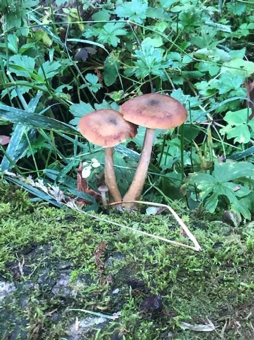 1 Week Alumni Onsite Residency