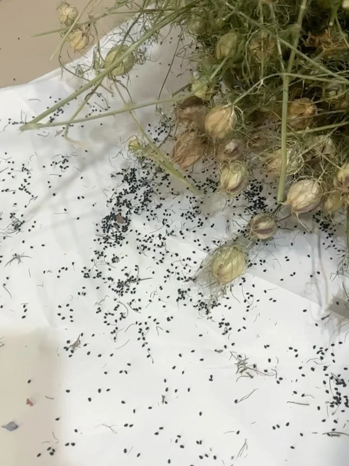 Don’t forget to start saving your seeds for our annual Art and Seed Swap. We will announce sign ups next month. 
@floretflower has some great free seed saving courses. 
1st slide is Nigella seeds
2nd slide drying rudbeckia seed heads
3rd slide