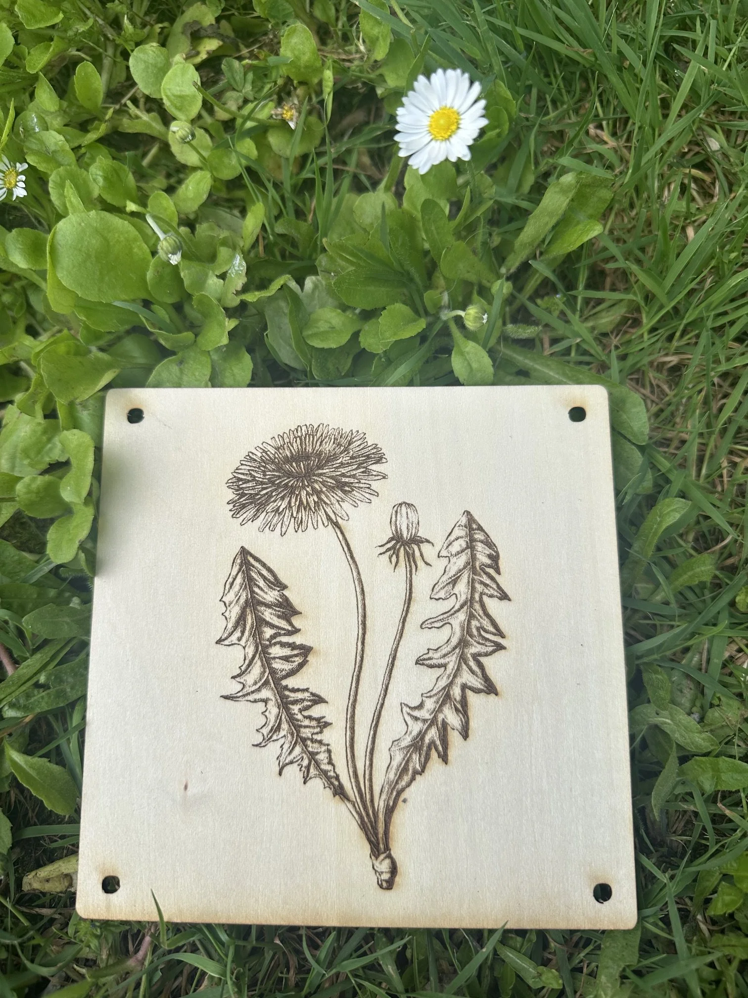 dandilion.jpeg