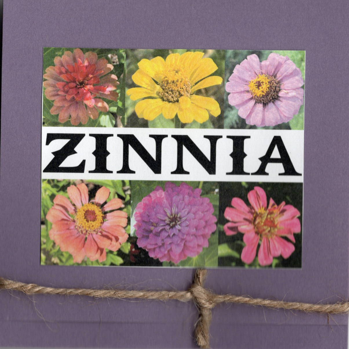 Zinnea.png