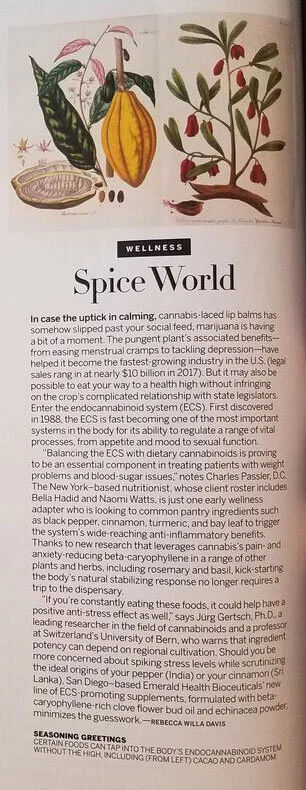 Reported story on the endocannabinoid system (Vogue)