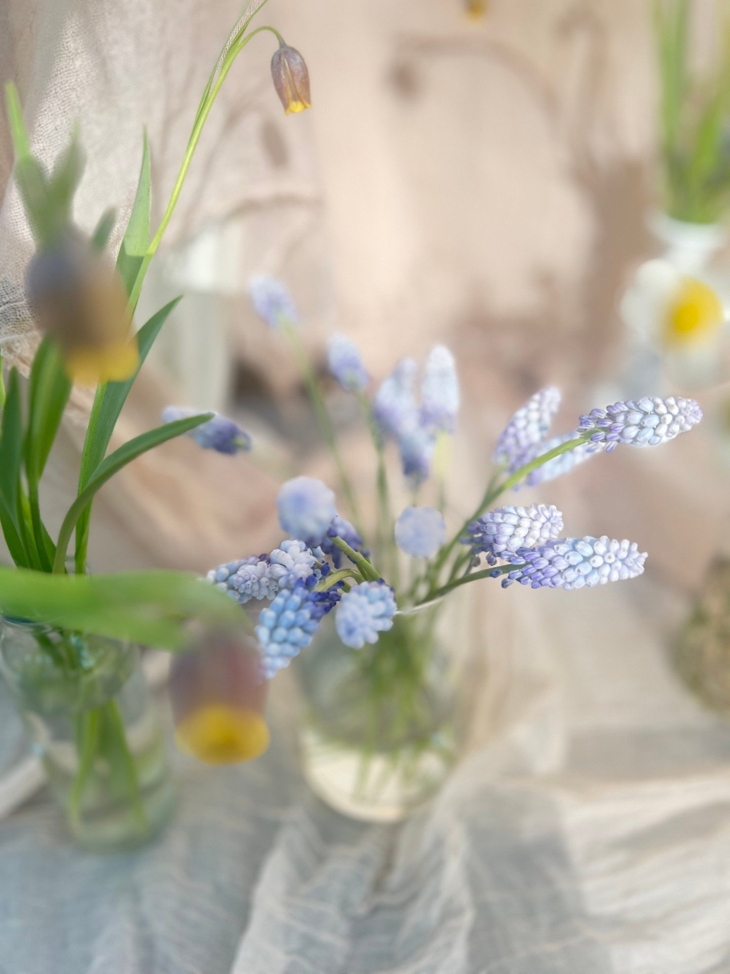 Spring ~ you might be my favorite ~ these blue muscari stopped me in my tracks. Each floret was singing &amp; calling my name. I know not yet of this flower&rsquo;s medicine but it may be one of my beloved blue spirit ones. 

Thank you Sam @seachange