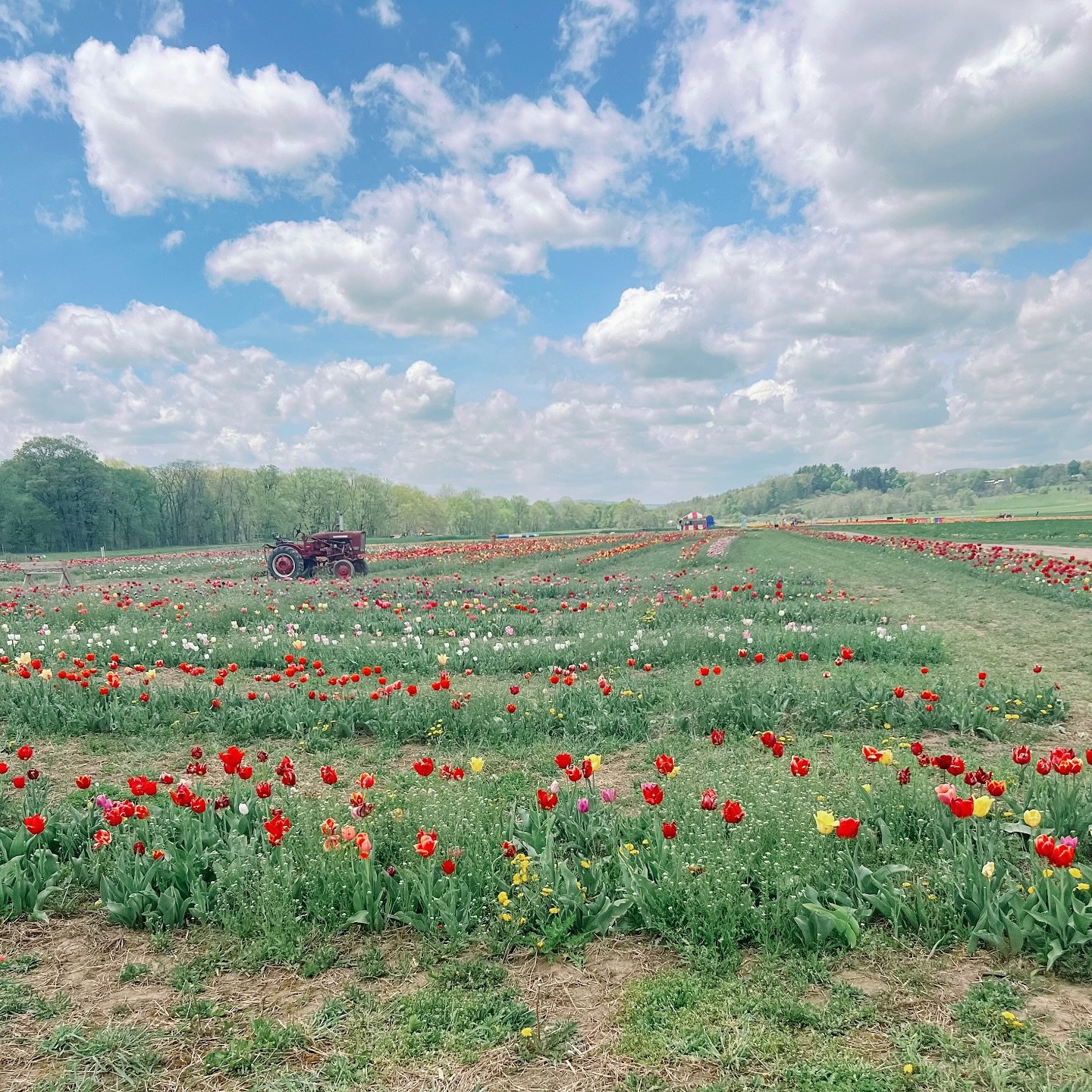 Living like the Dutch 🌷

Snapped this photo when the cloud cover was just right ~ opened our eyes to so much beauty here in the Hudson valley happening all around us. 

@keldersfarm You are doing a beautiful job with your farm! 

Thoroughly enjoying