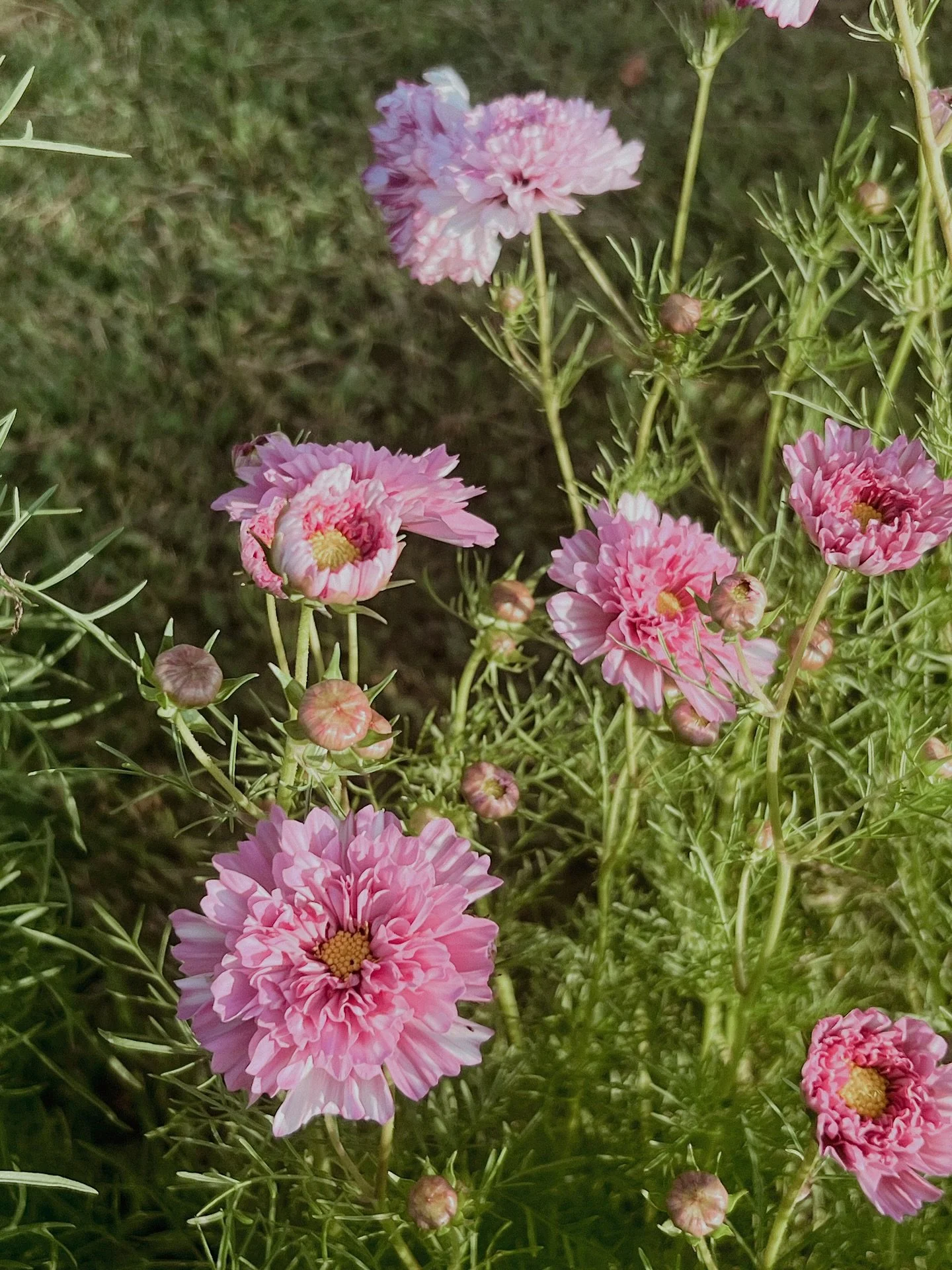 Somewhere between stardust and soil, the cosmos bloom. 💗

#cosmosflower #seasonalfloralstyle #fromthegarden #cottagecore