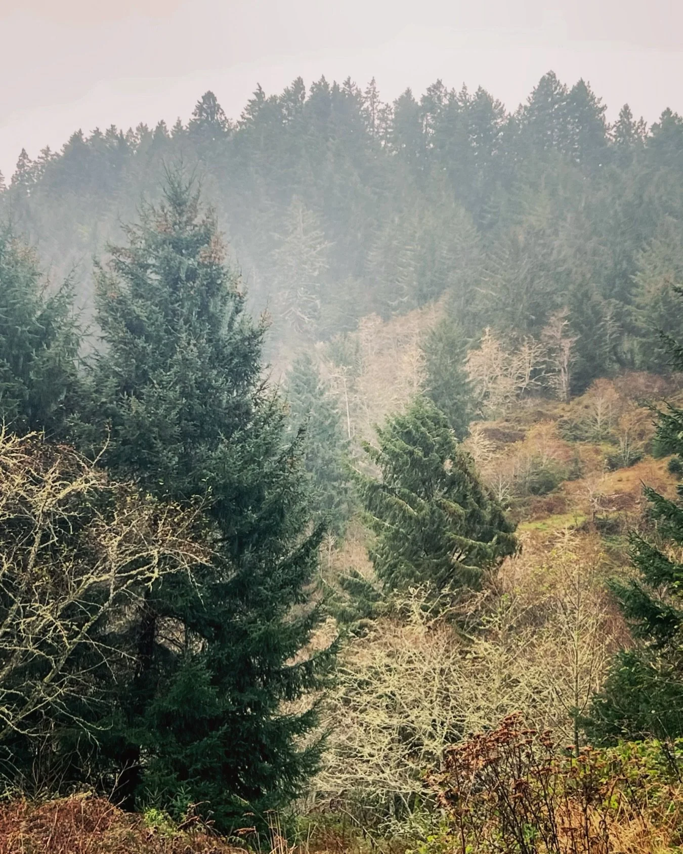 California, Humboldt you brought the sea-salt breezes and cleansing rains to welcome the new year&hellip;

What a trip. 2026, here we come. 🌊🌲

#calivibes #humboldt #californiaweddingphotographer #californiaranch #californiawedding