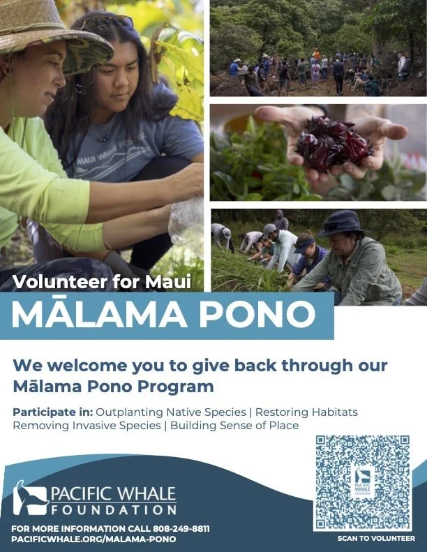 Volunteer for Maui with Pacific Whale Foundation
