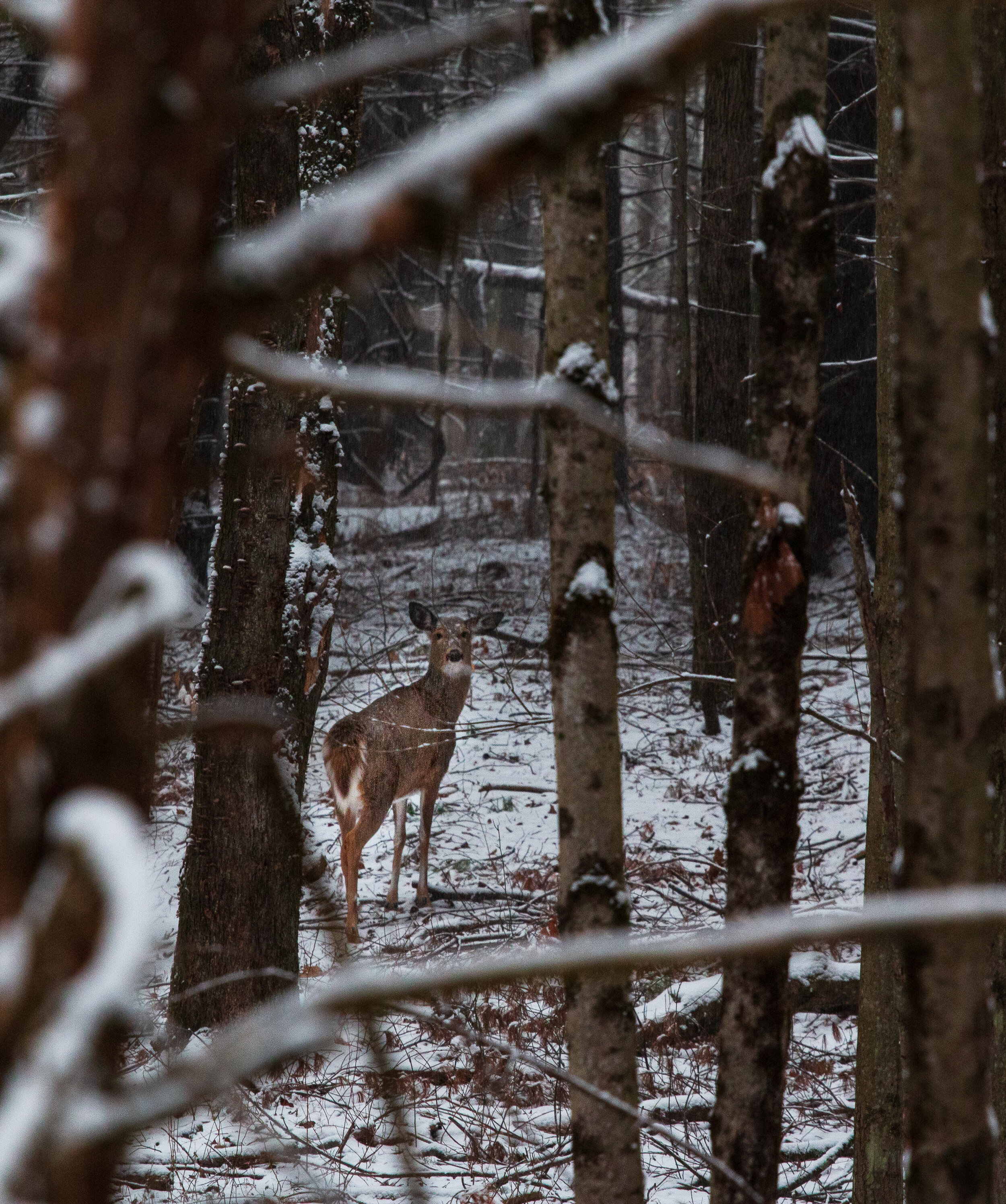 Staring into the distance - Woodland Trails, Northwest Park