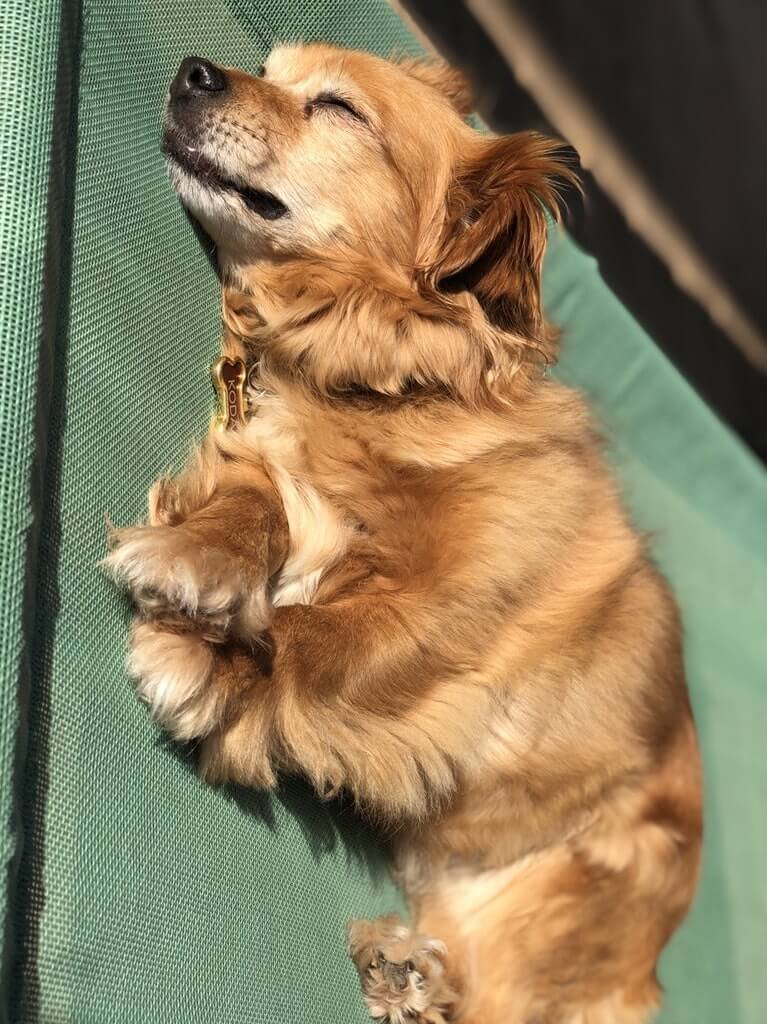 Koda.jpg