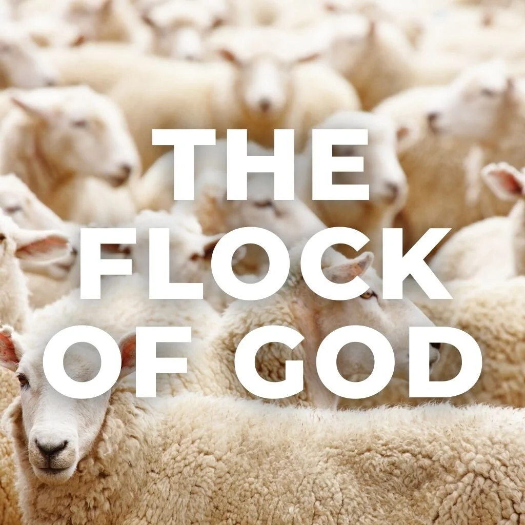 The Flock Of God episode artwork