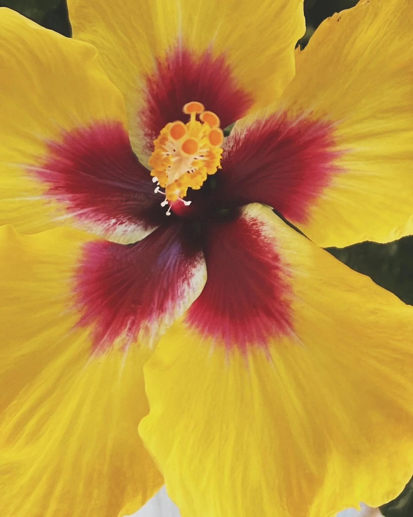 color mood: mango hibiscus