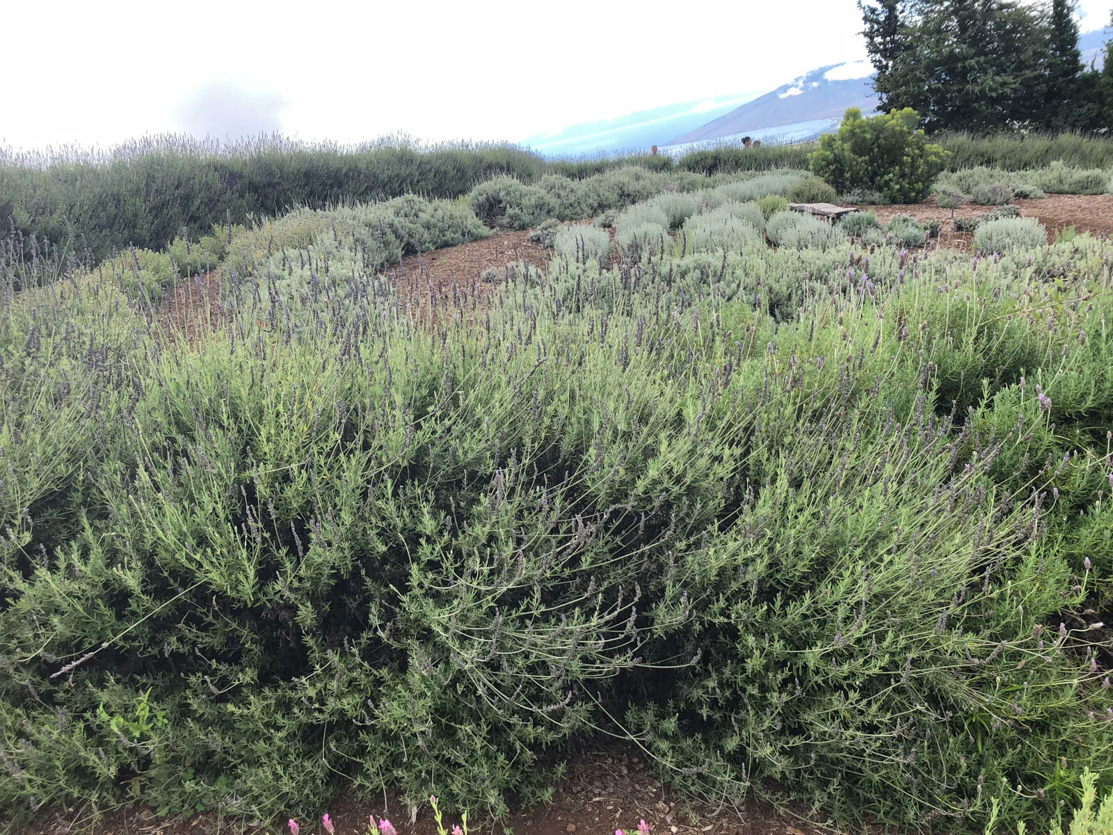 IMG_3777.jpeg