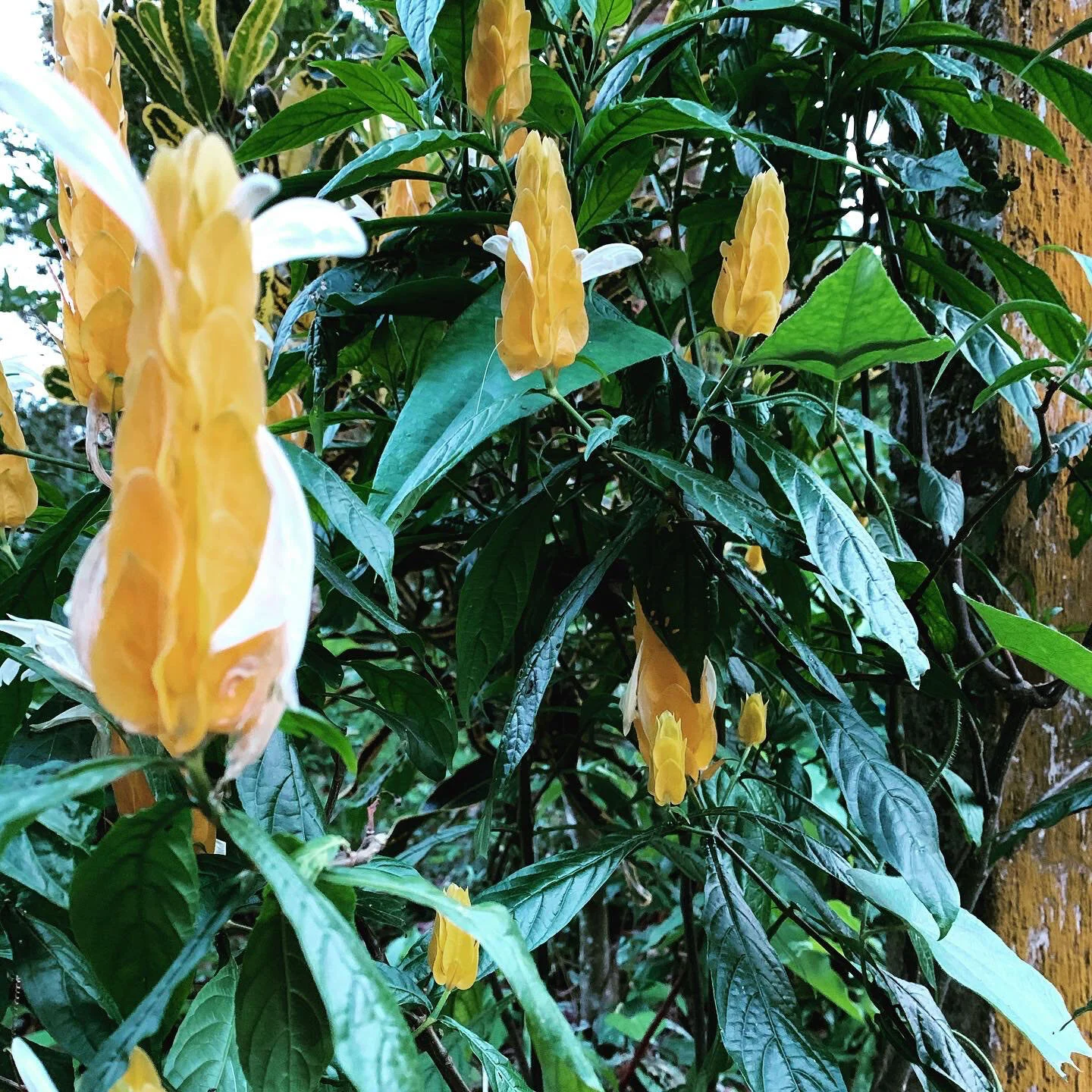 z 93ED3663-874A-4405-80FF-D321C9DF7922.jpeg