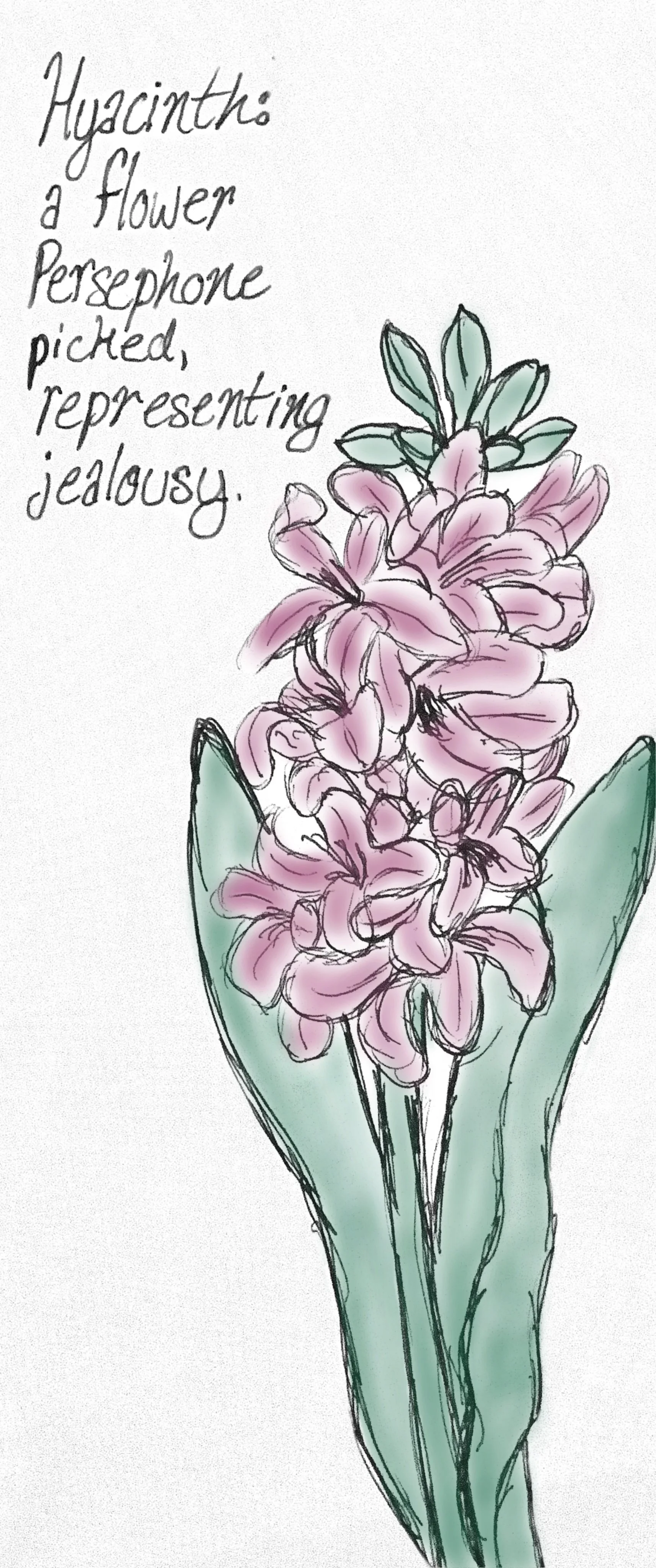 Hyacinth.jpg