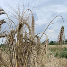 Rock County Farm Field Day